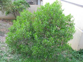 Dodonaea viscosa